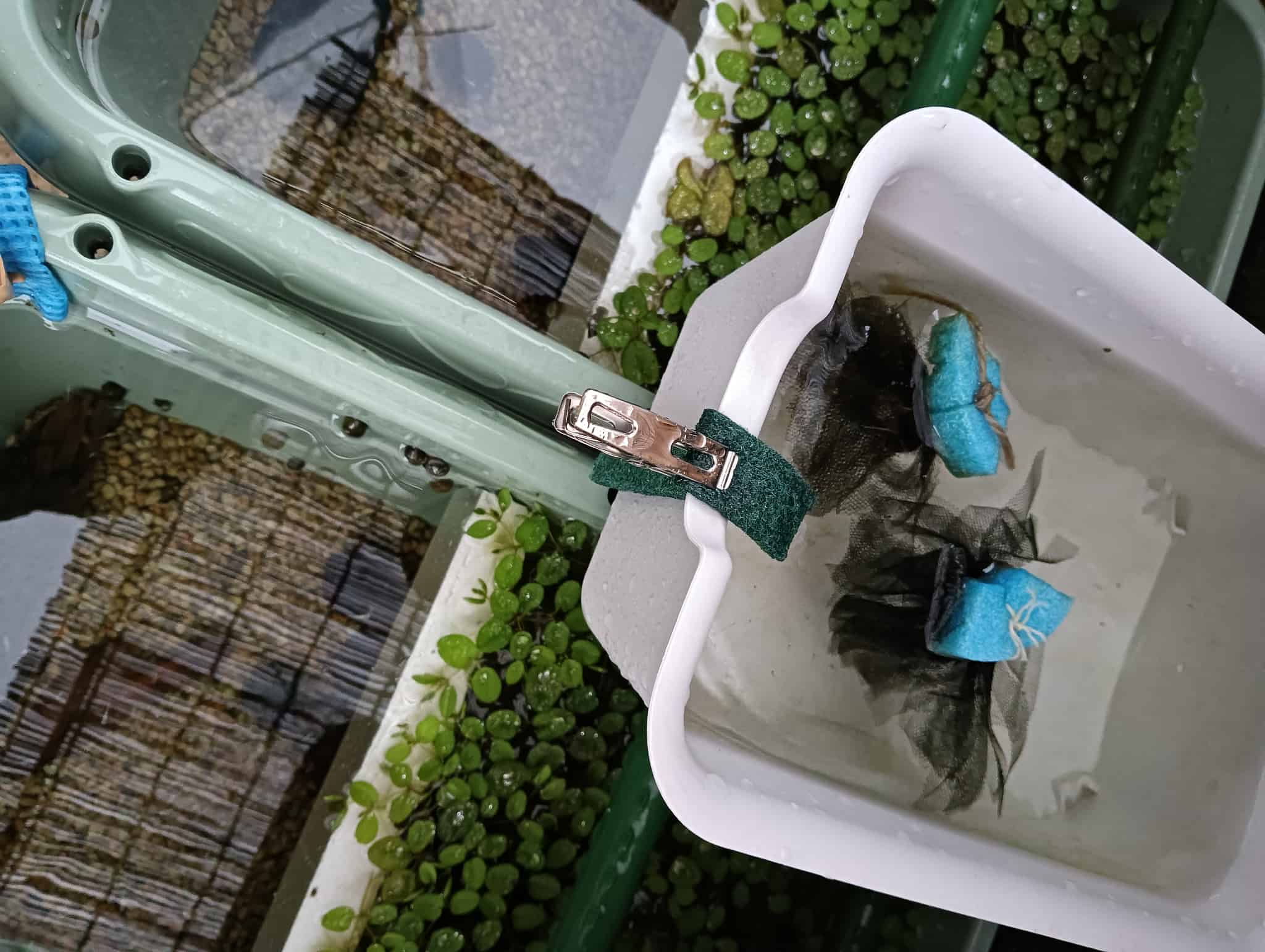 めだかが産卵床に卵を産み付けた