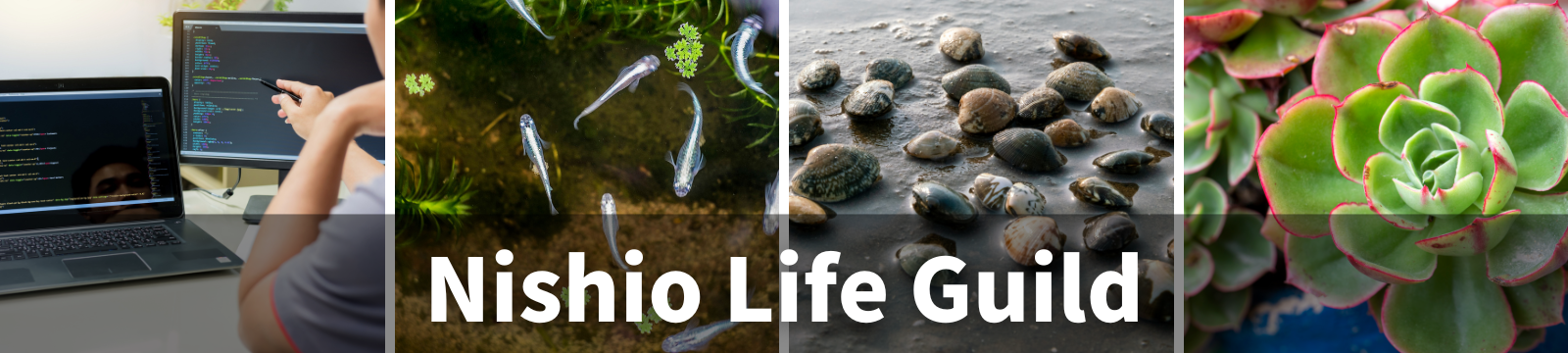 Nishio Life Guild。左からノートPCでのコーディング作業、メダカ、潮干狩りで採れたしじみ、多肉植物の4枚の写真