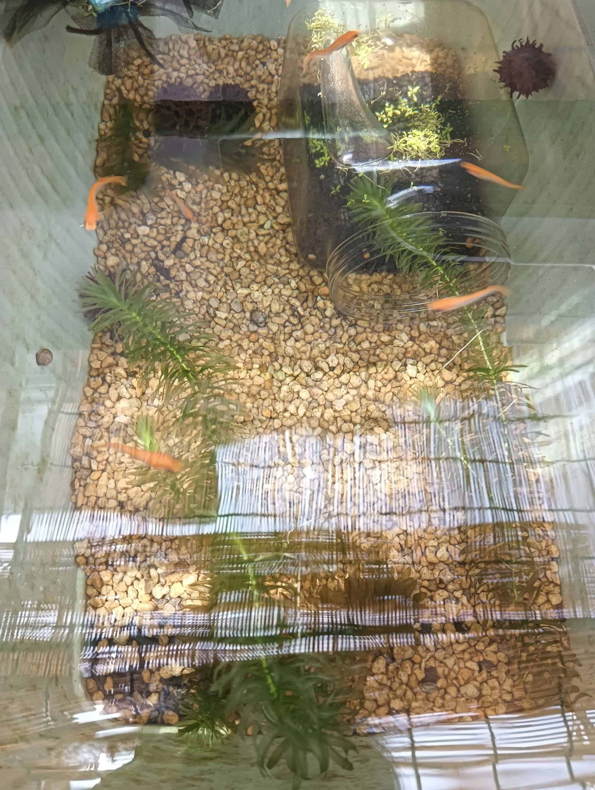 ボラ土を底に敷いたビオトープで泳ぐめだか