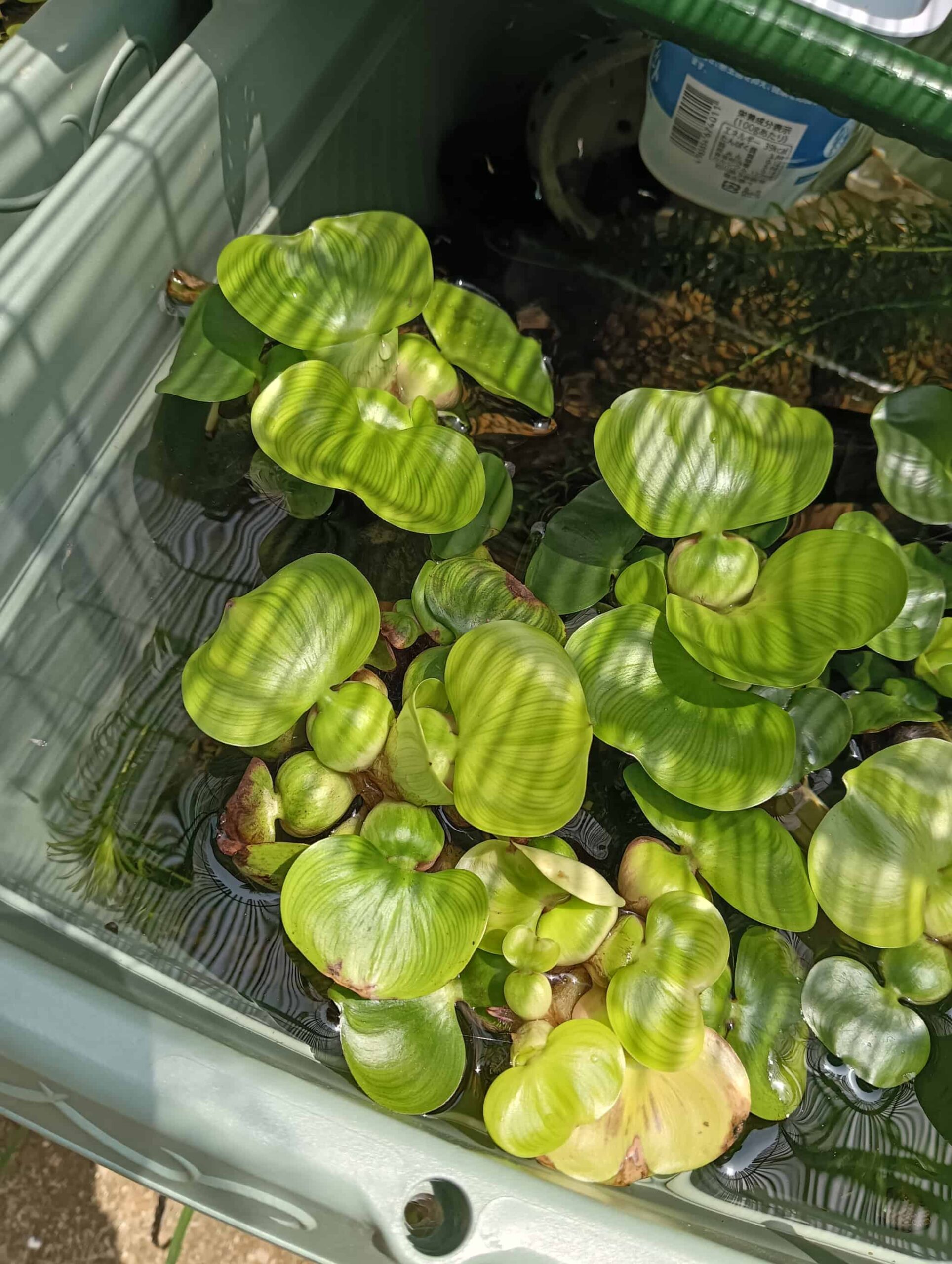 めだかビオトープにホテイアオイを投入