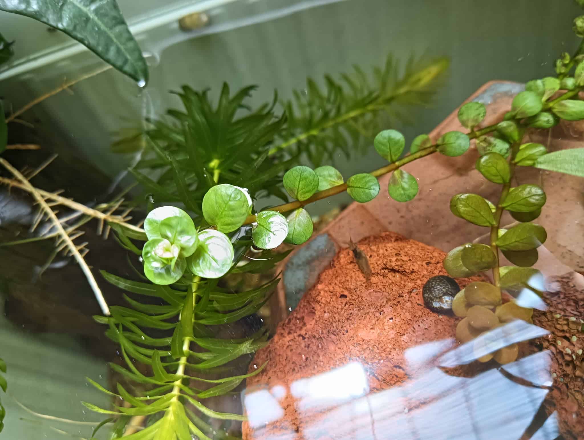 アナカリスとミナミヌマエビ