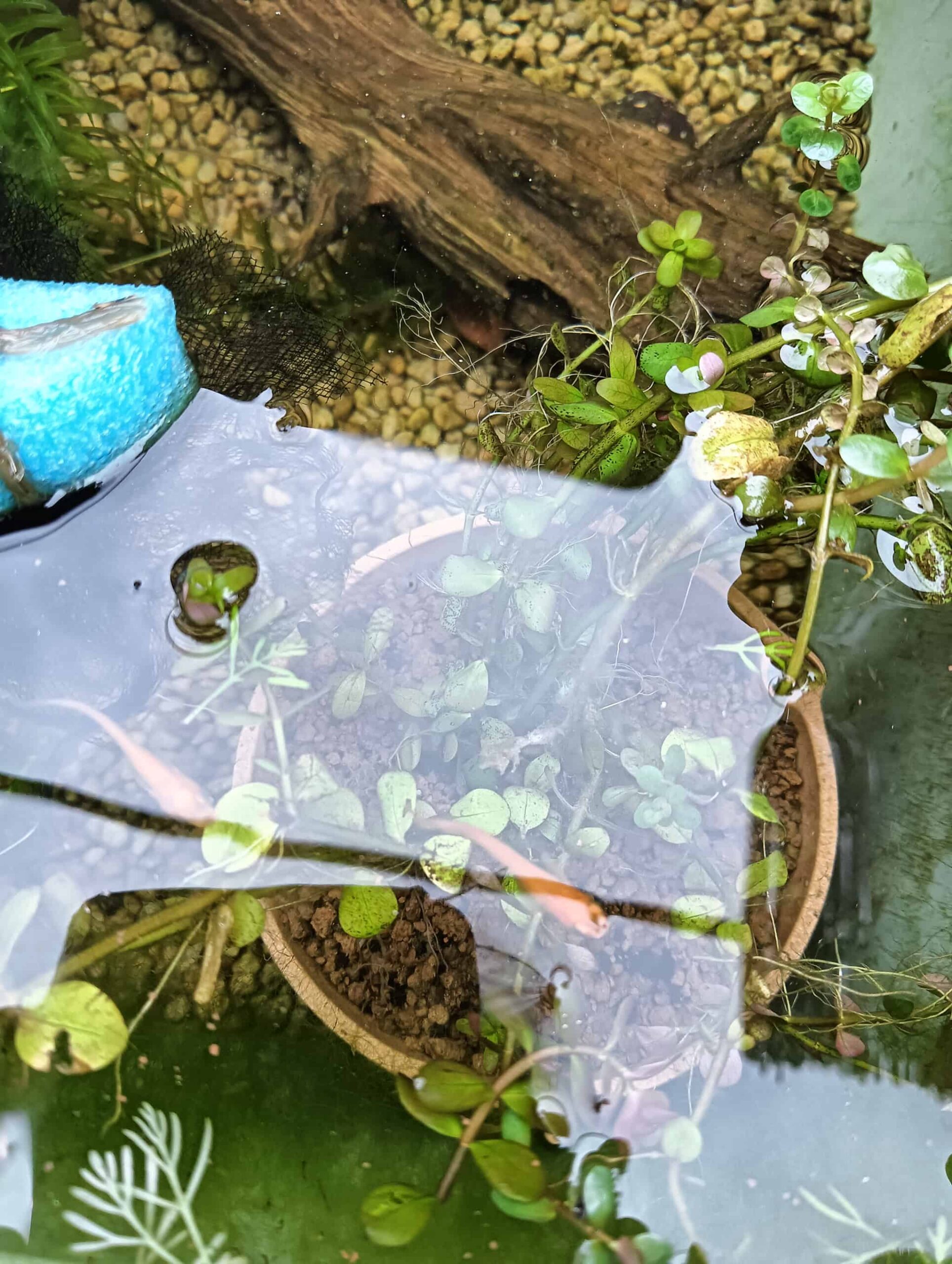 ビオトープで泳ぐ楊貴妃めだか