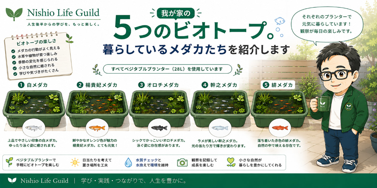 我が家で管理している5つのメダカビオトープと、それぞれの容器で暮らすメダカを紹介するサムネイル画像