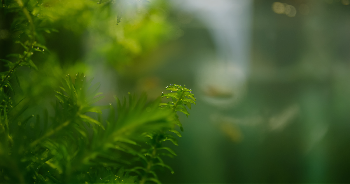 ビオトープの水草