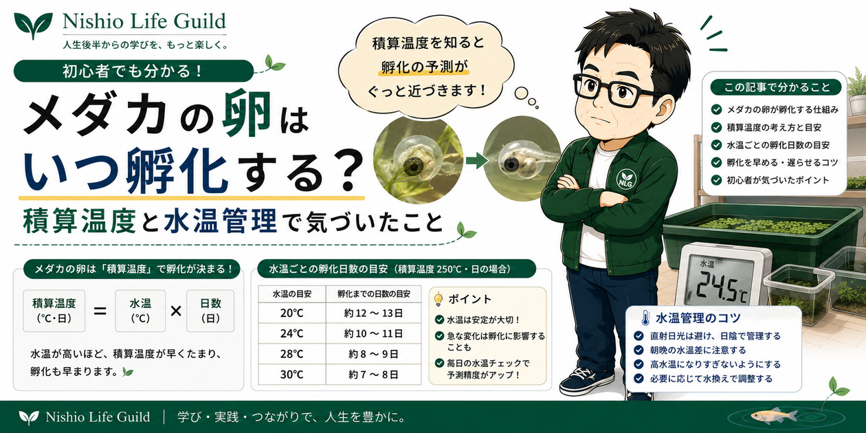 メダカの卵の孵化日数を積算温度と水温ごとの目安で解説した図解。20℃・24℃・28℃・30℃の孵化日数や水温管理のポイントを紹介するアイキャッチ