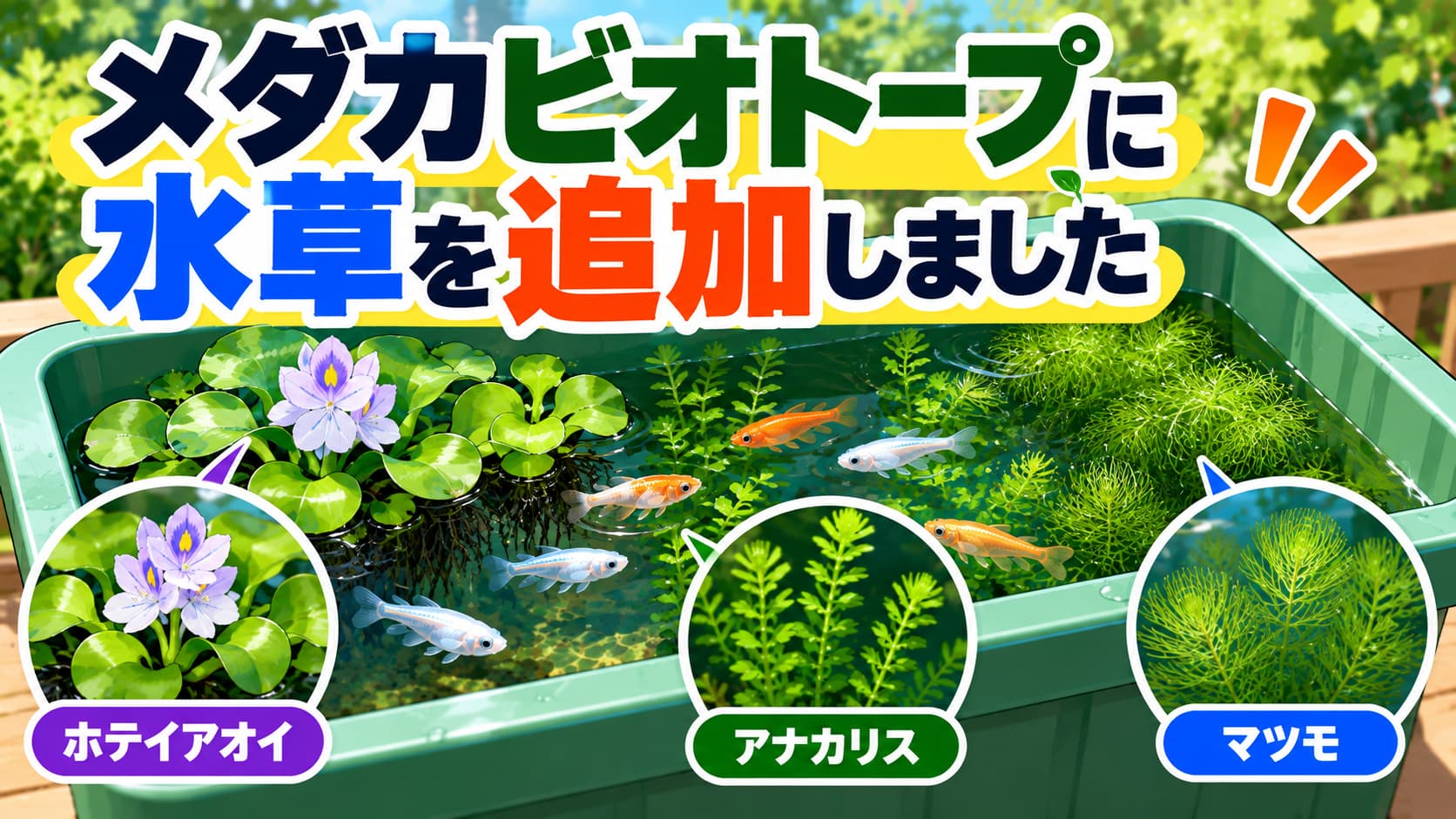 メダカビオトープに水草を追加しましたのアイキャッチ画像